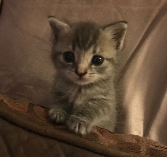 a small kitten sitting on top of a couch