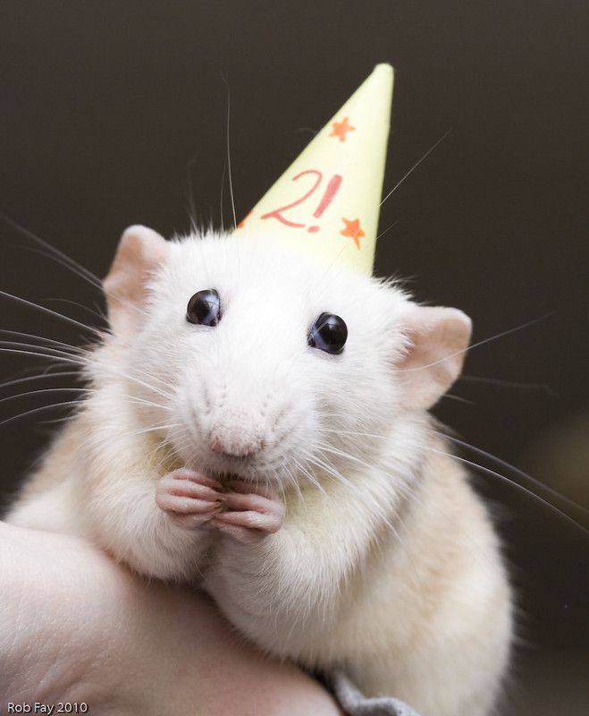 a rat with a birthday hat on it's head is being held by someone