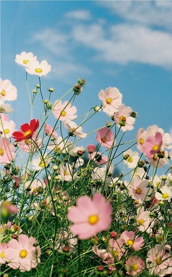 pink and white flowers in the grass with blue sky behind them on a sunny day