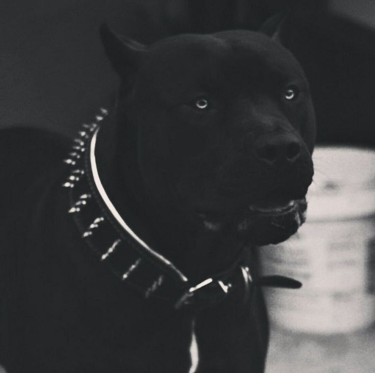 a black dog is wearing a collar and looking at the camera