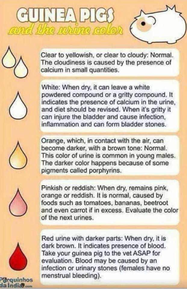 an info sheet describing how to use the guinea pig's colors and their meanings