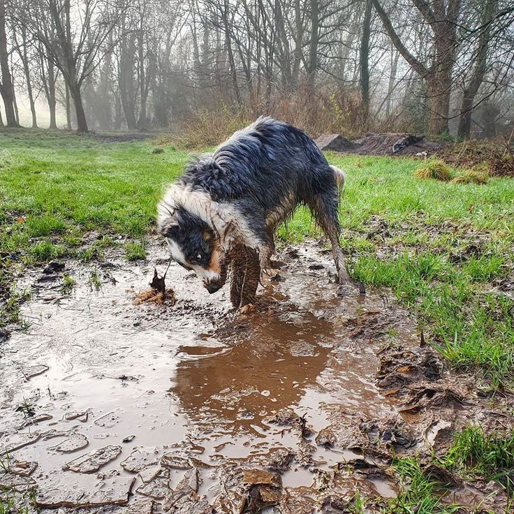 a dog is playing in the mud and water with his head stuck in the ground