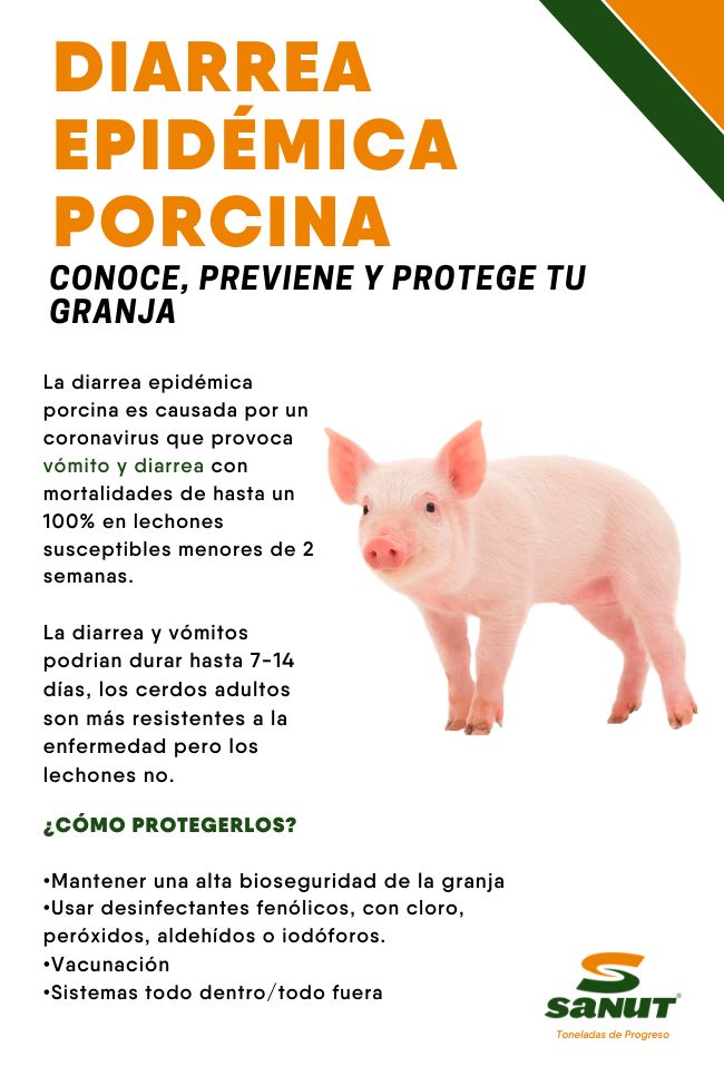 a flyer with an image of a pig on it's back and the words, dia