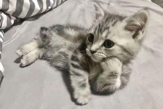 a small kitten laying on top of a bed