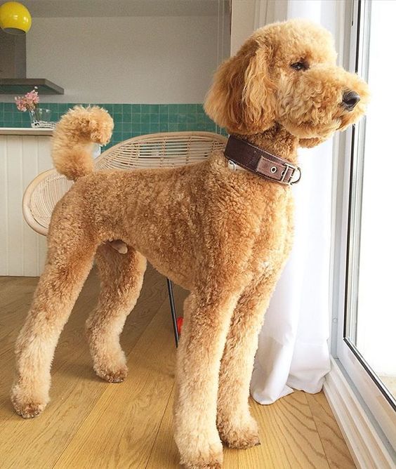 a brown poodle standing on top of a hard wood floor next to a window