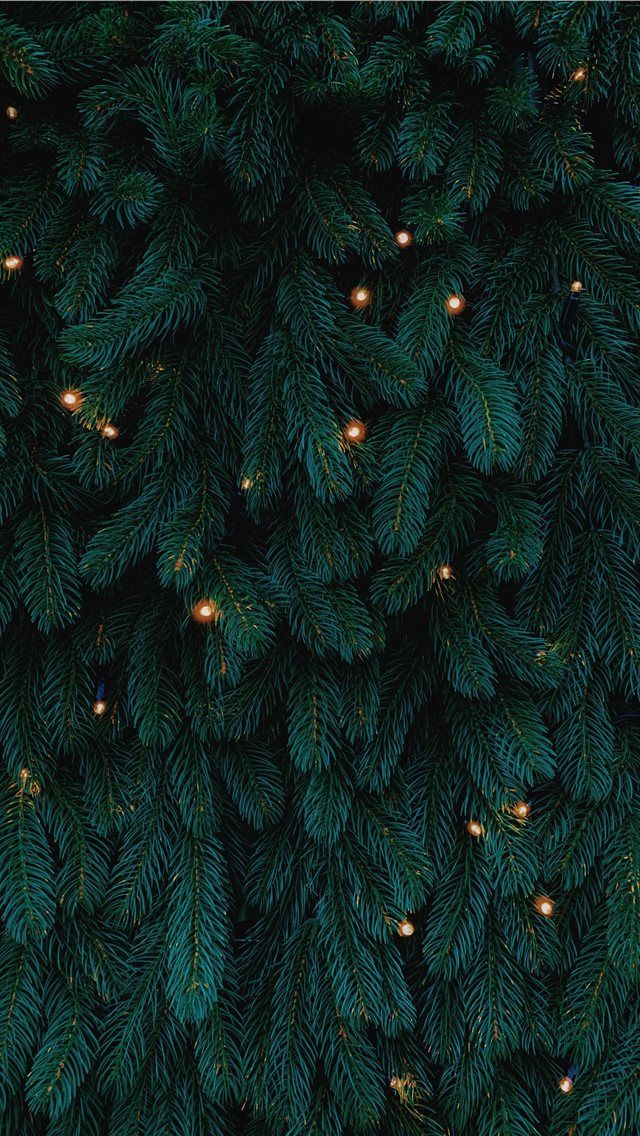 the top view of a christmas tree with lights on it's branches and green leaves