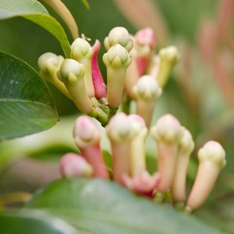 the flowers are beginning to bloom on the tree