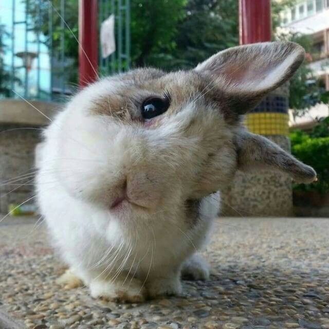 a small rabbit is sitting on the ground looking at the camera while it's ears are up