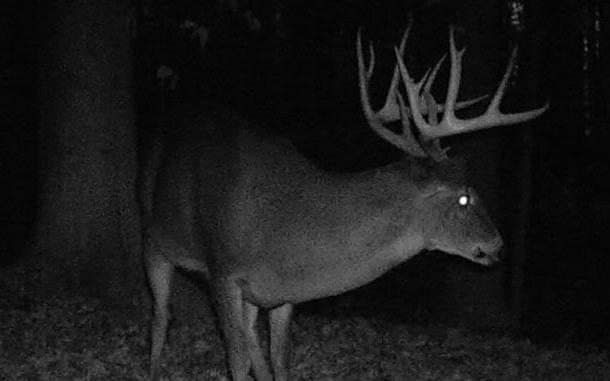 The Internet'S Top 8 Deer Trail Camera Pictures | Trail Camera, Deer  Pictures, Deer Trail