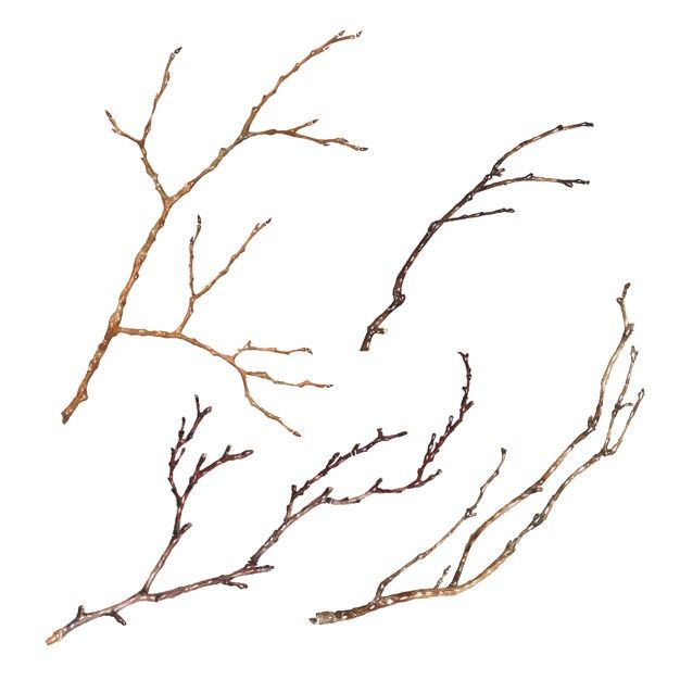 three branches with no leaves on them against a white background