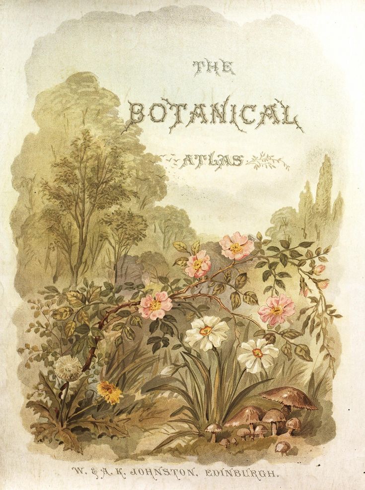 an old book with flowers and plants on it