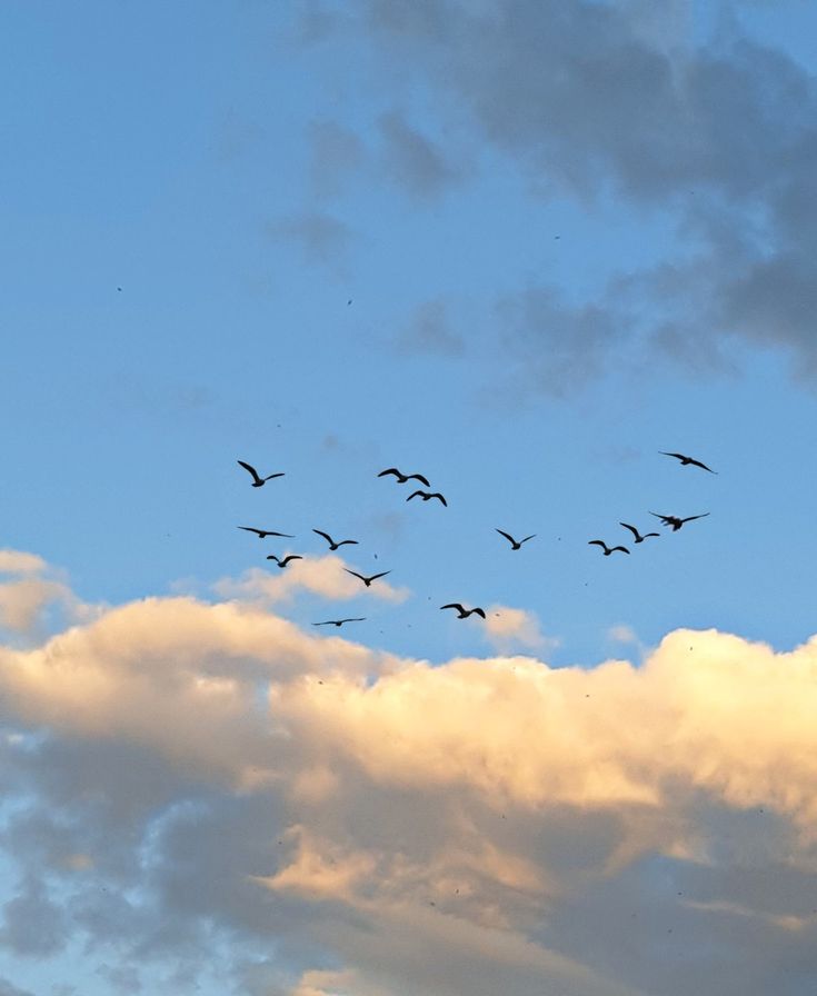 a flock of birds flying through a cloudy blue sky