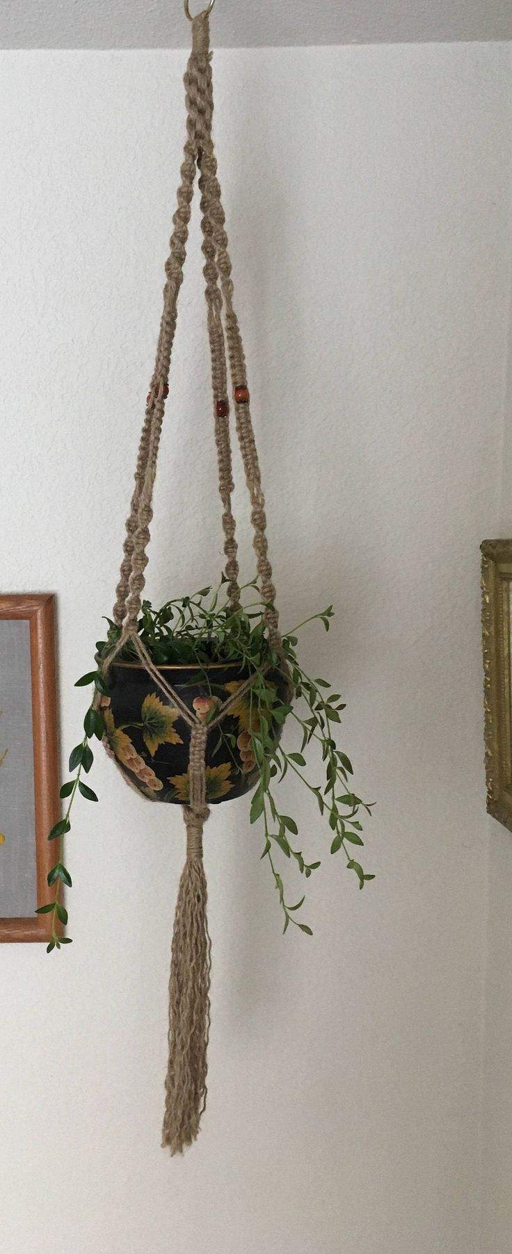 a plant hanging from a rope on the wall