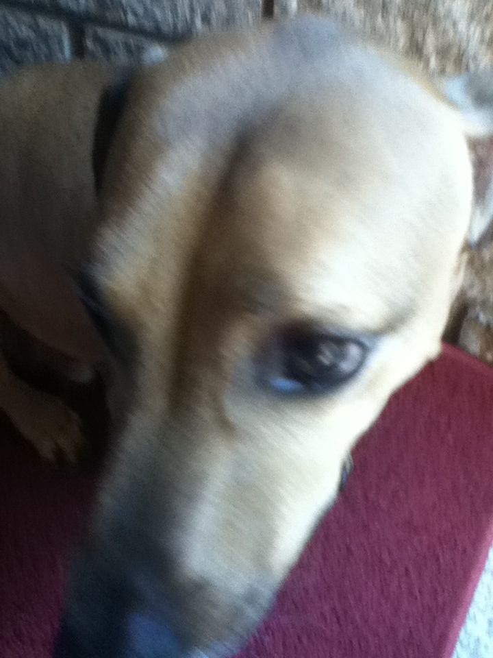 a brown dog laying on top of a red rug next to a brick wall and floor