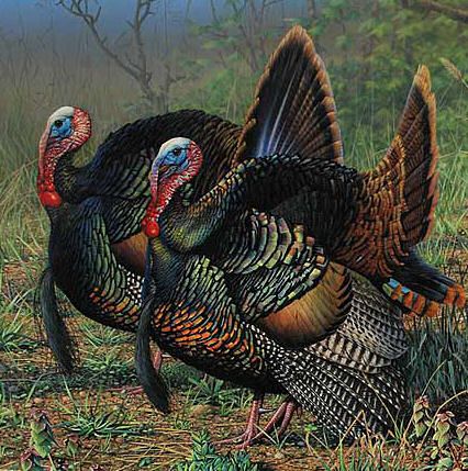 two turkeys are standing in the grass near some trees and bushes, one is displaying its tail feathers