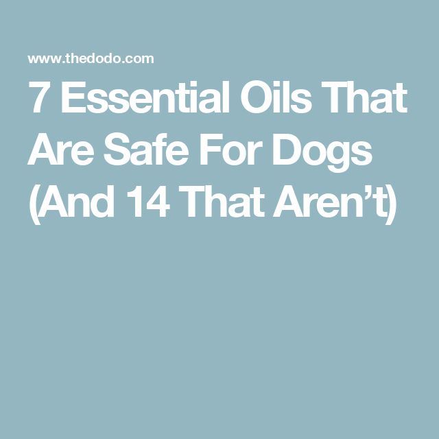 Dog Safe Essential Oils, Essential Ouls, Dog Grooming Diy, Essential Oils Dogs, Are Essential Oils Safe, List Of Essential Oils, Skin Bumps, Itching Skin, Oils For Dogs