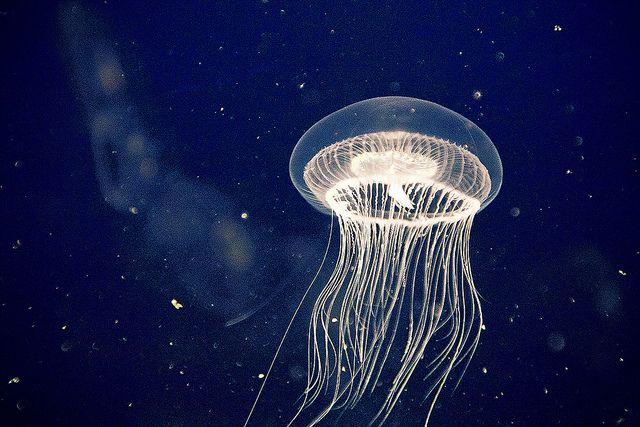 a jellyfish floating in the water at night