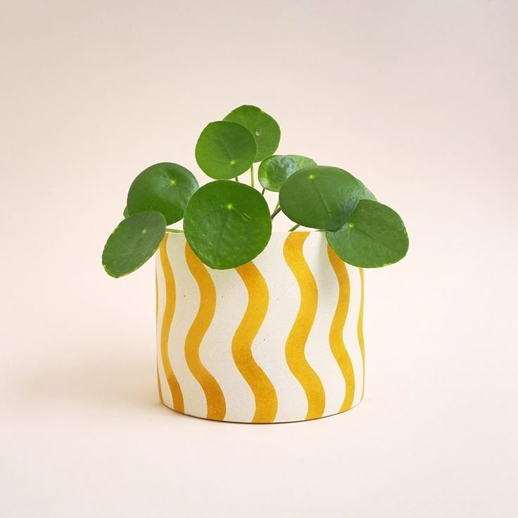 a yellow and white striped potted plant with green leaves on it's top