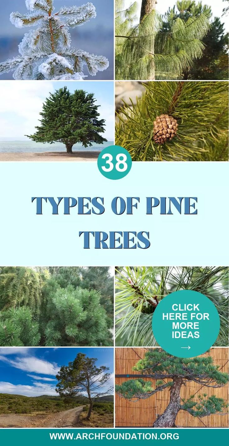 pine trees with text that reads 28 types of pine trees click here for more ideas