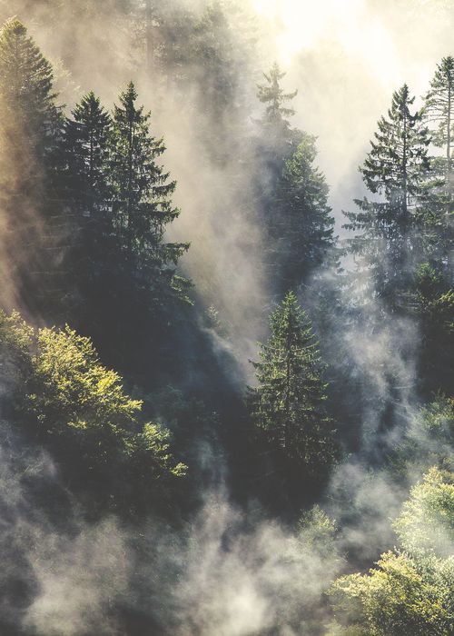 an instagram photo with trees in the background and fog on the ground below it