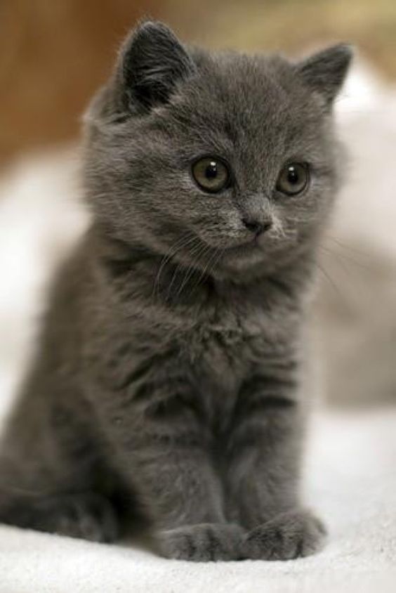 a small gray kitten sitting on top of a bed