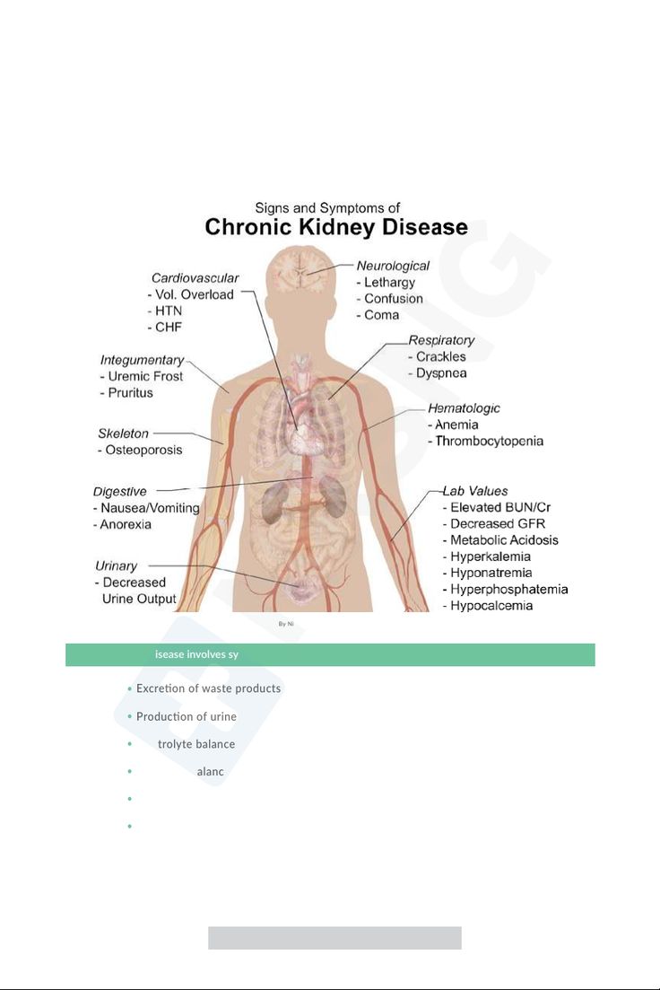 the diagram shows the location of the kidney and its major functions in the human body