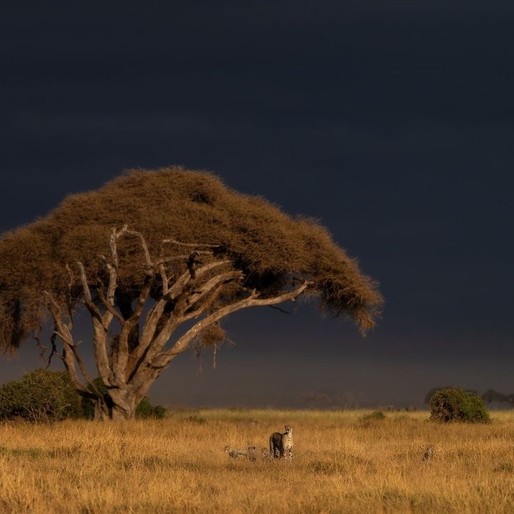 an animal standing under a tree on top of a dry grass field with storm clouds in the background