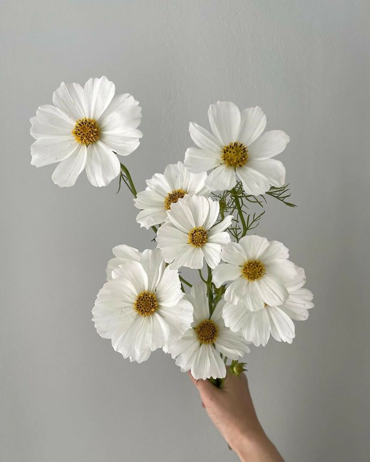 a hand holding a bouquet of white daisies in front of a gray wall with yellow center