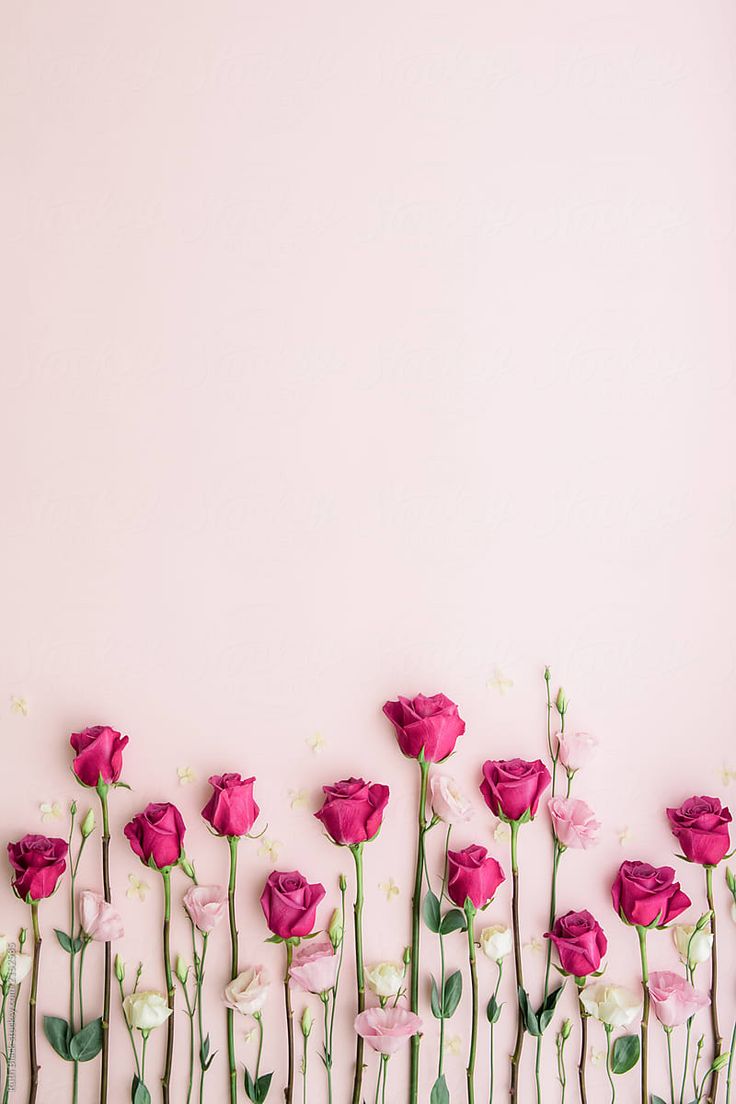 pink and white flowers are arranged in rows on a wall with green stems against a light pink background