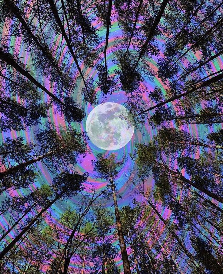 the view from below looking up at tall trees with a full moon in the background