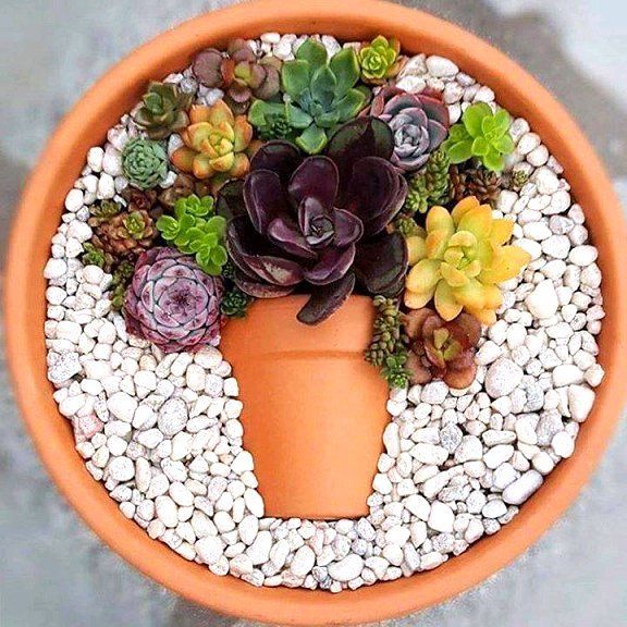 there is a potted plant with rocks around it and succulents in the middle