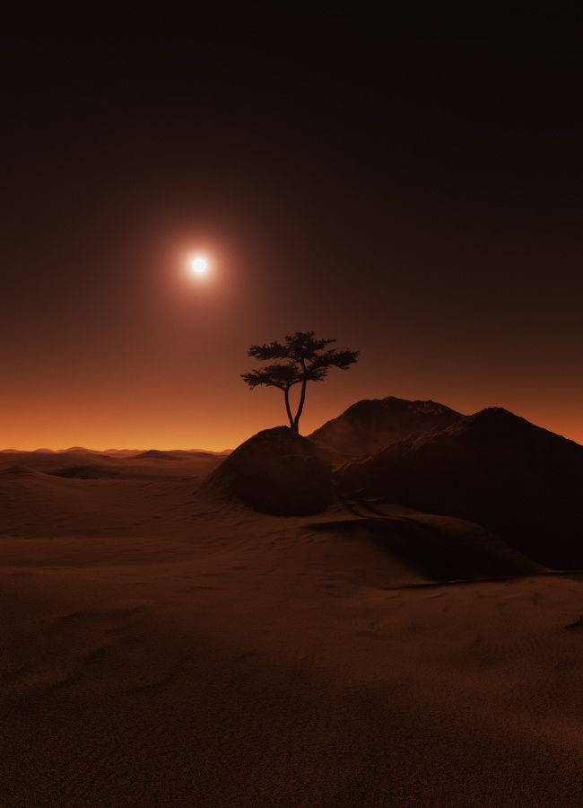 a lone tree sitting on top of a desert