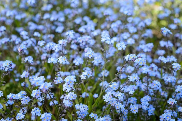 small blue flowers are growing in the grass