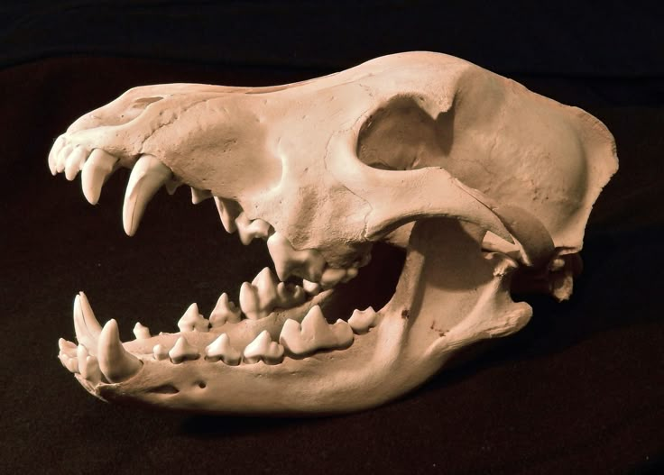 an animal skull with large teeth on a black background