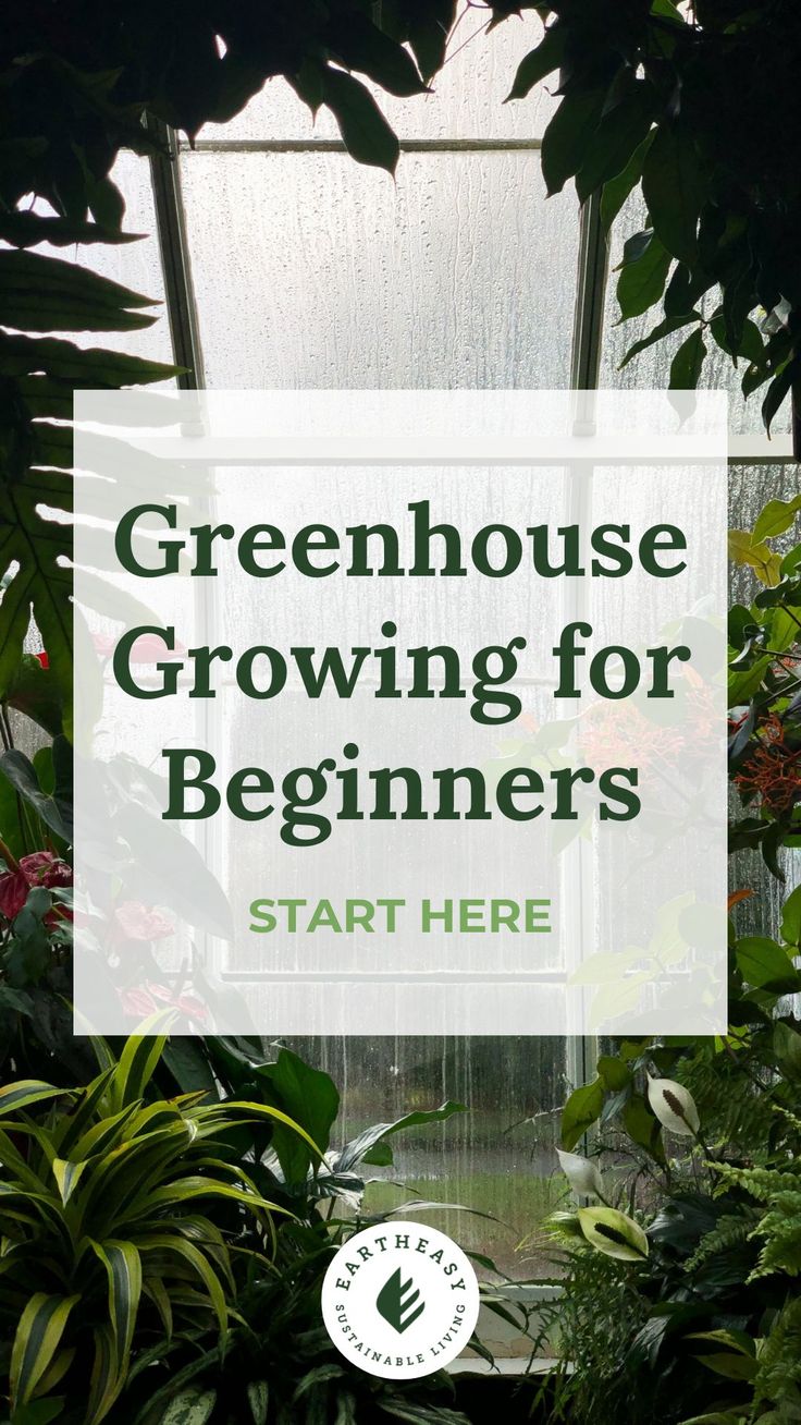 greenhouse growing for beginners with text overlay that reads, greenhouse growing for beginners start here