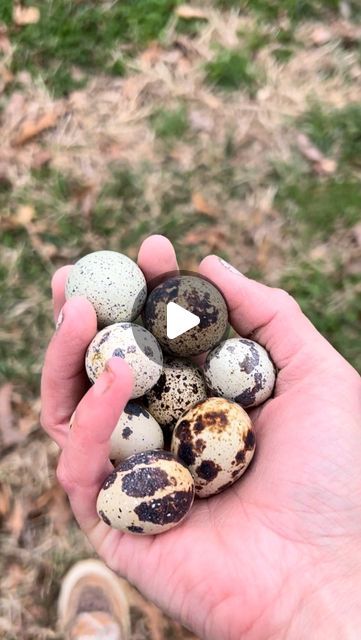 a hand holding several quails in it's palm