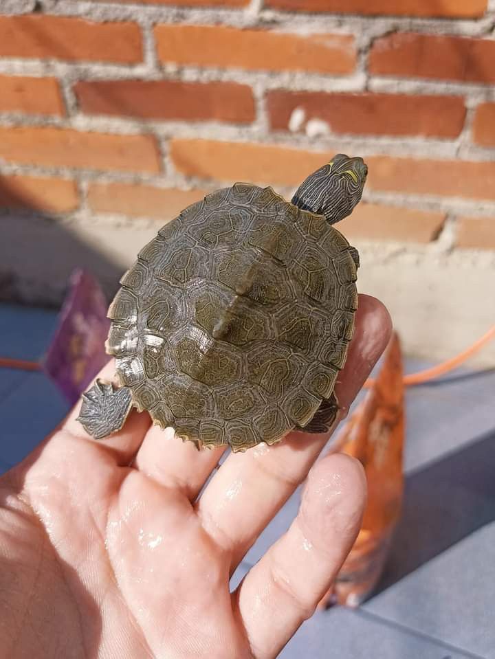 a small turtle sitting on top of someone's hand in front of a brick wall