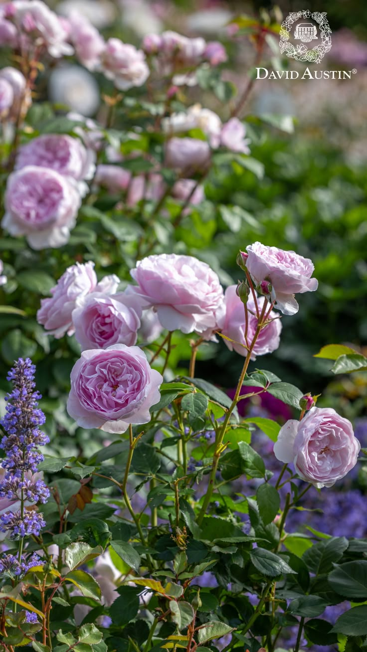 pink and white roses are blooming in the garden with purple flowers around them,