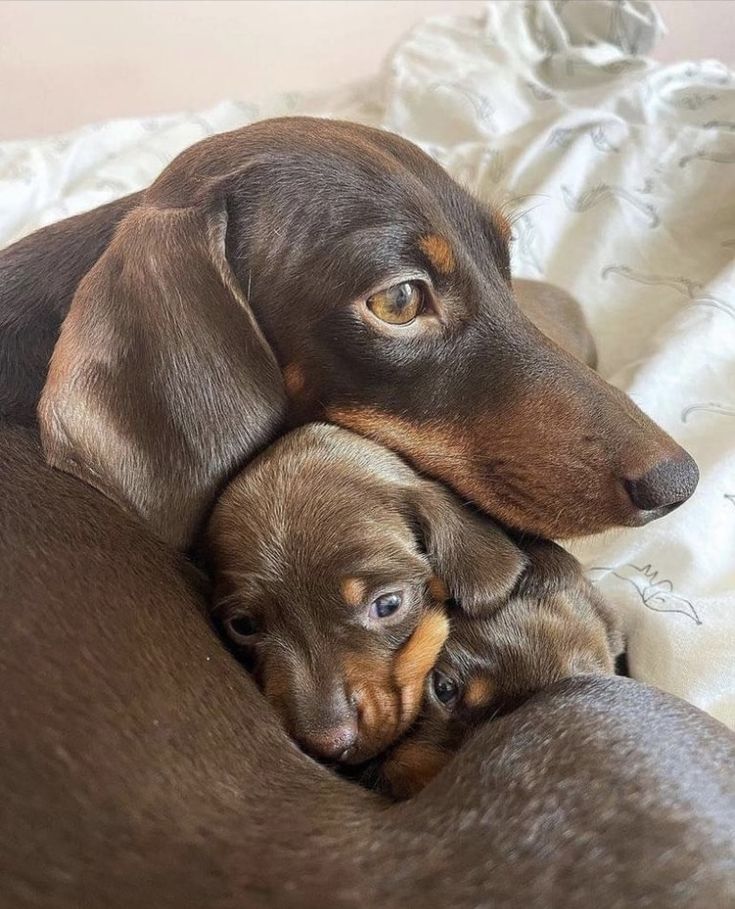 two dachshund puppies cuddling on top of each other in bed