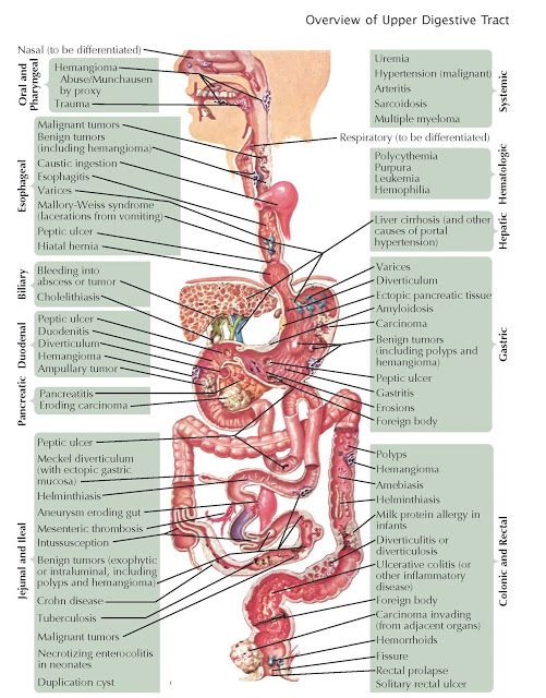 diagram of the human body organs and their major structures labeled in text on a white background