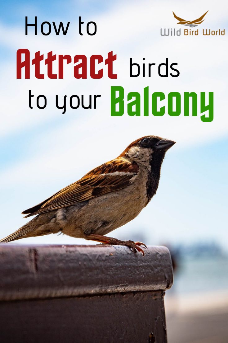 a small bird sitting on top of a wooden post with the words how to attract birds to your balcony