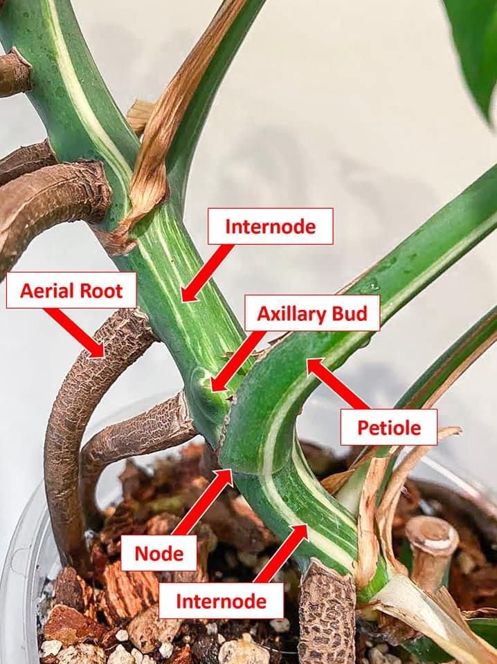 the parts of a plant that are labeled in red and white letters, including names