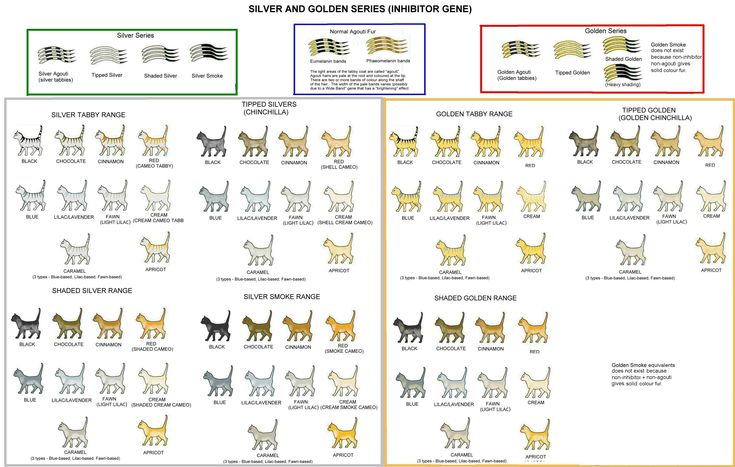 the different breeds of cats are shown in this chart, which shows their colors and sizes