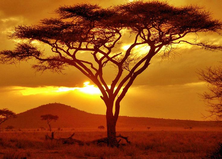 the sun is setting behind a lone tree in the savannah with mountains in the background