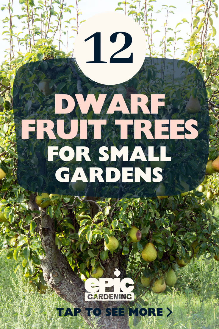 A small pear tree with ripe, green, fruit on it Small Garden Fruit Trees, Fruit Tree Front Yard Landscaping, Garden Layout With Fruit Trees, Fruit Tree Lined Driveway, How To Plant Fruit Trees, Orchard Design Layout Fruit Trees, How To Graft Fruit Trees, Orchard Garden Layout Fruit Trees, Fruit Tree Garden Design Backyards