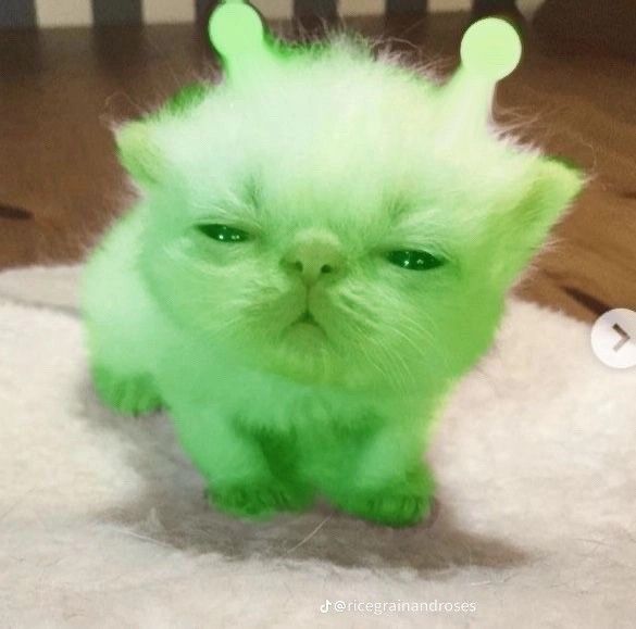 a small green cat with some weird looking hair