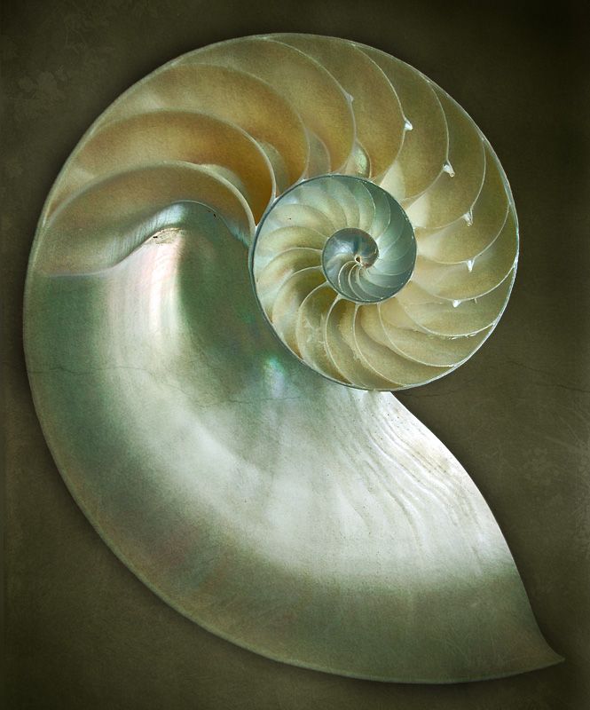 a painting of a nautish shell on a brown background with green and yellow highlights