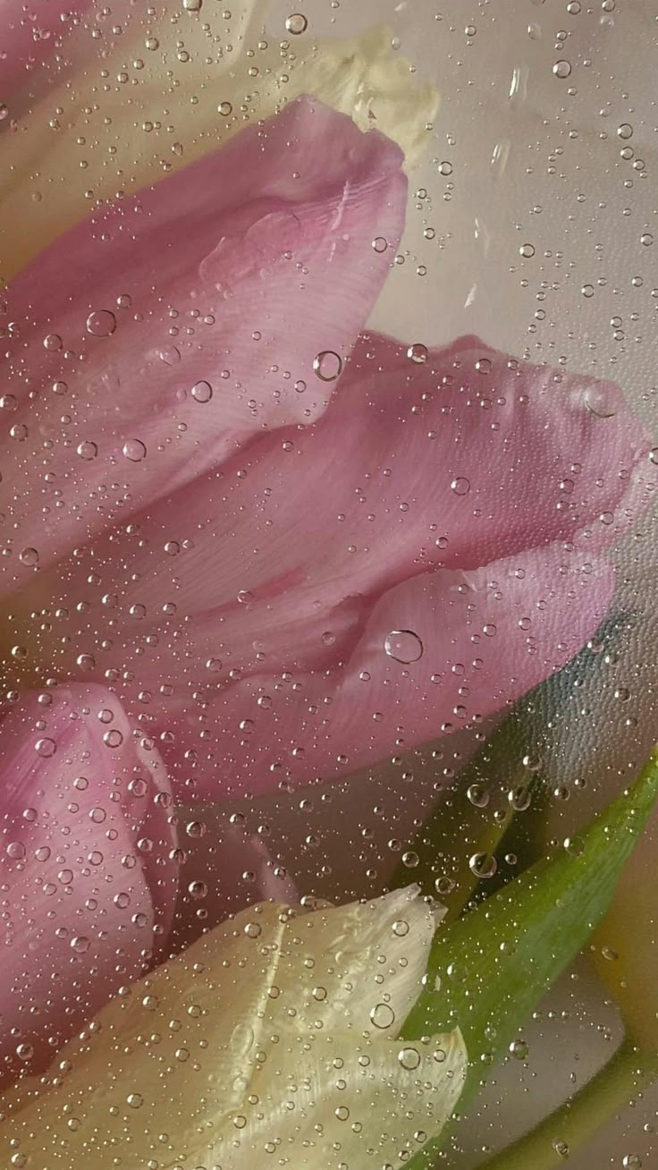 pink and white flowers with water droplets on them