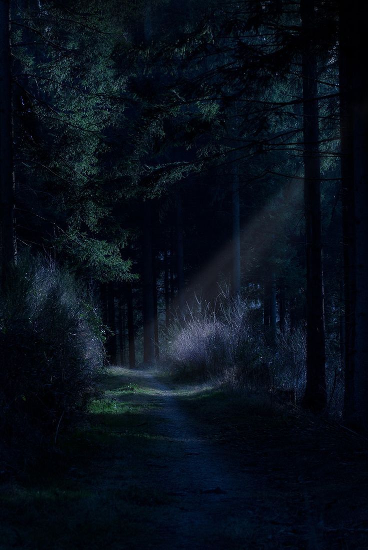 a dark path in the woods with light coming from it's end and shining through the trees