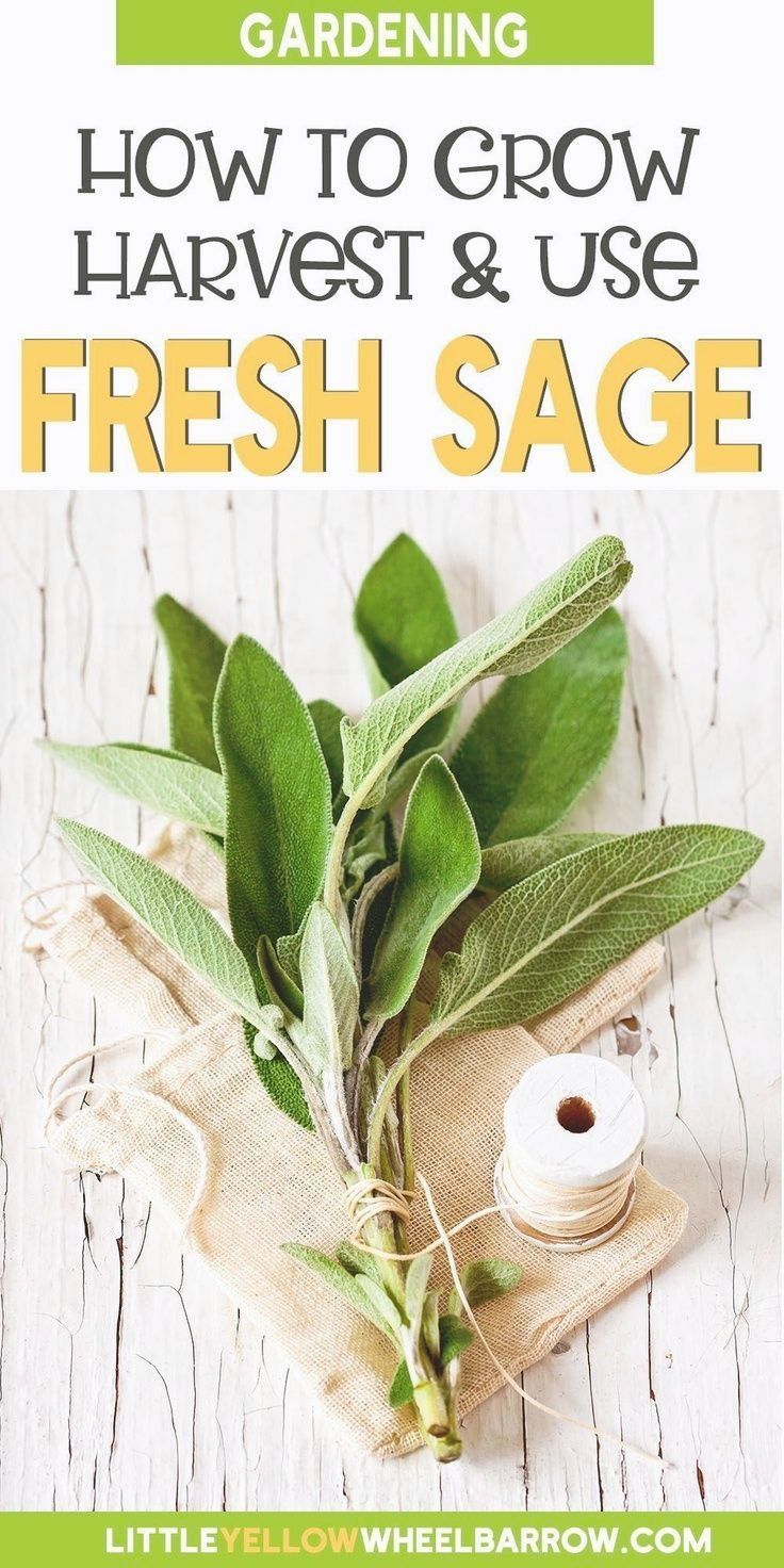 fresh sage on a wooden table with text overlay that reads how to grow harvest and use fresh sage